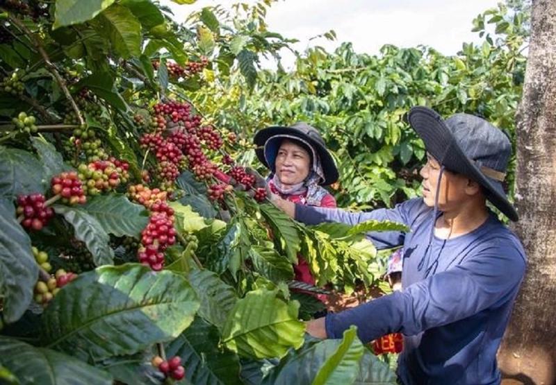 Giá cà phê tăng cao, nông dân phấn chấn.