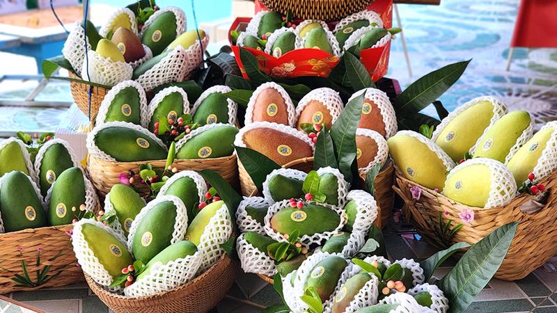 Mangoes on display at the February 19 ceremony announcing the exports to South Korea. Photo: baoangiang.com.vn