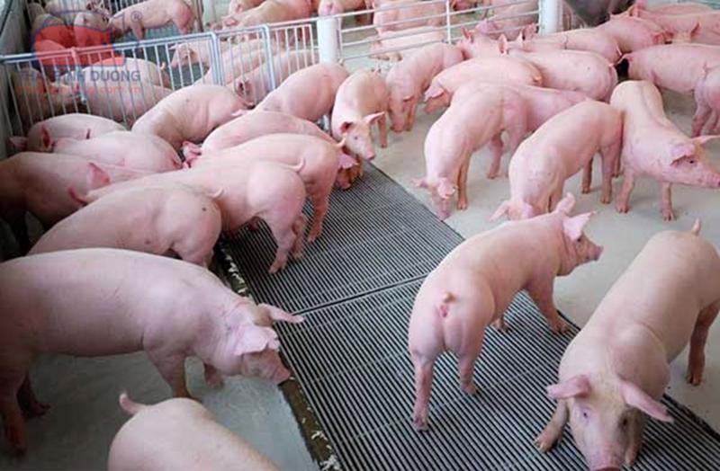 Giá lợn hơi xuất chuồng đang tăng dù  nhu cầu tiêu thụ chưa khởi sắc.