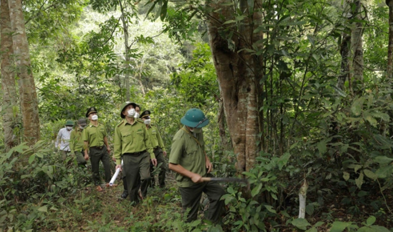 Ngành lâm nghiệp đang tạo ra việc làm cho hơn 5 triệu lao động.