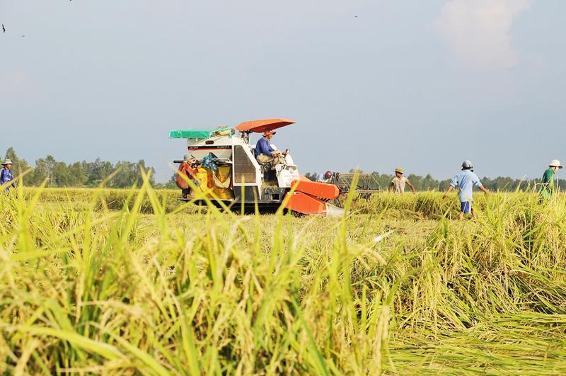 Năm 2023, tổng giá trị sản xuất toàn ngành nông nghiệp Thái Bình ước đạt 29.782 tỷ