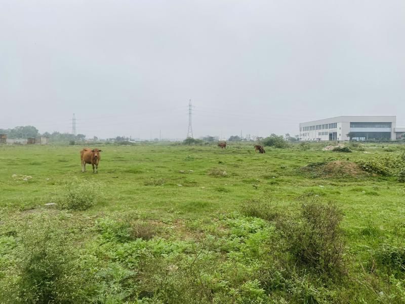 Dự án thành nơi chăn thả bò của người dân địa phương