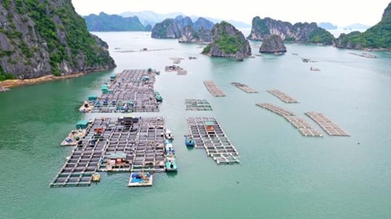 Quảng Ninh là một trong những địa phương đi đầu về phát triển nuôi biển.