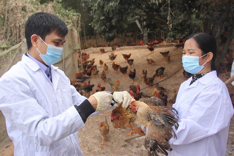 Trong 3 tháng đầu năm 2024, có 6 ổ dịch cúm gia cầm A/H5N1 tại 6 tỉnh.