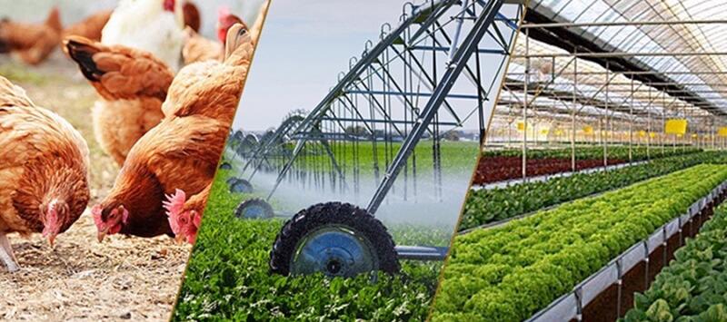 Nông nghiệp vẫn khẳng định vai trò “trụ đỡ” nền kinh tế, bảo đảm nguồn cung lương thực, thực phẩm, hàng hóa thiết yếu.