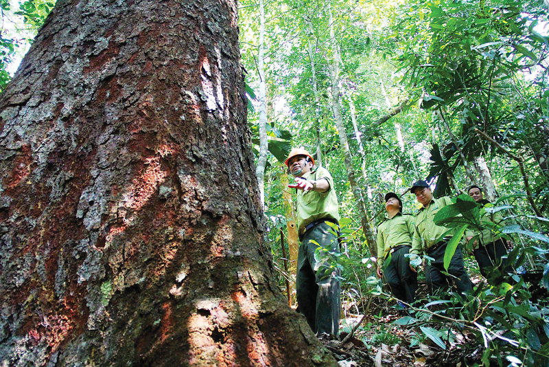 . Một số tính toán cho thấy mỗi năm rừng của Việt Nam có thể hấp thụ khoảng gần 70 triệu tấn carbon.