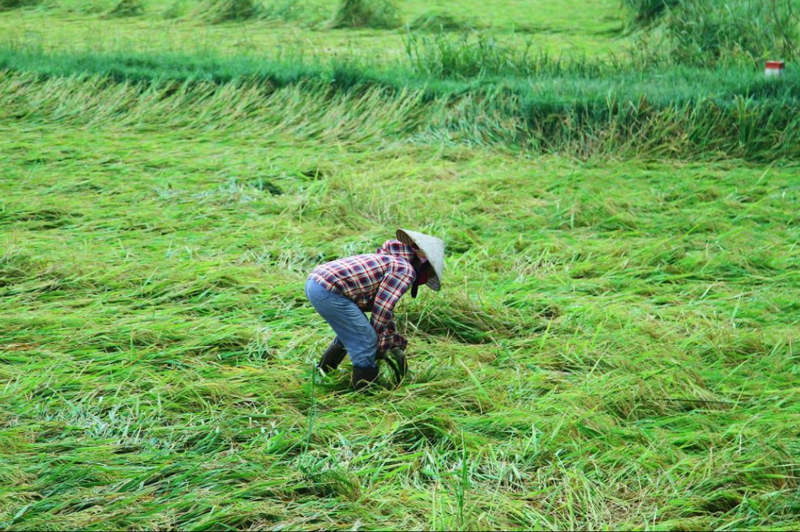 Nhiều diện tích lúa sắp thu hoạch ở Quảng Bình bị đổ rạp. Ảnh: T.C