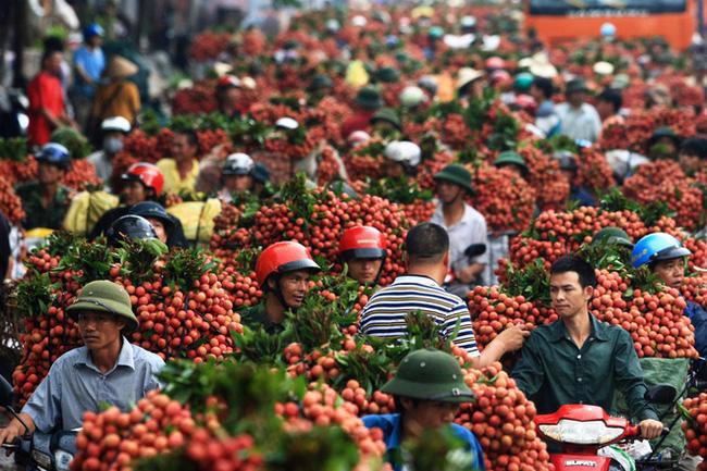 Vải thiều Bắc Giang đang sắp vào vụ thu hoạch chính 
