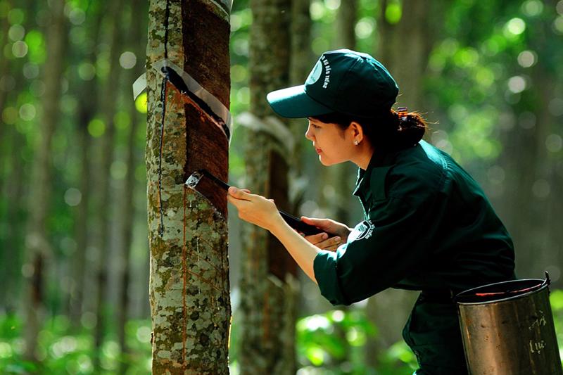 Sản xuất cao su cần đáp ứng yêu cầu không gây mất rừng.