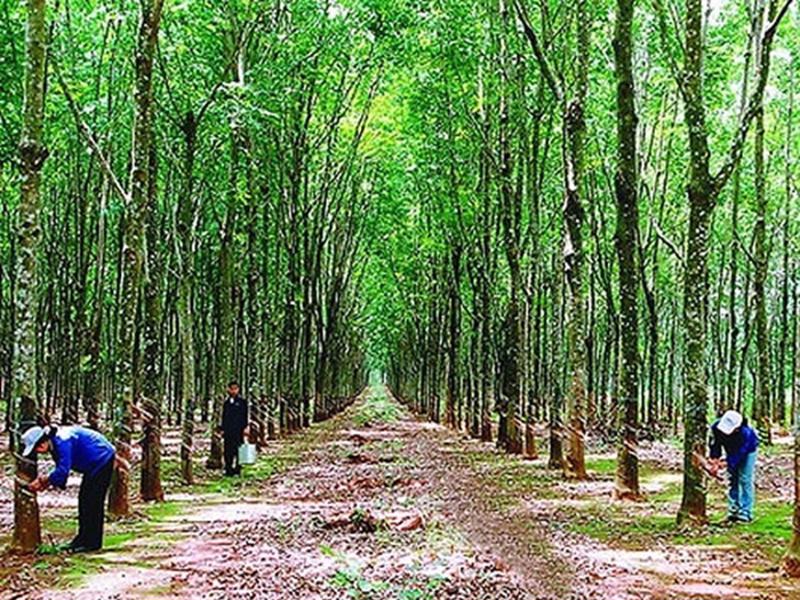 Một rừng cao su do doanh nghiệp Việt Nam đầu tư trồng tại Lào