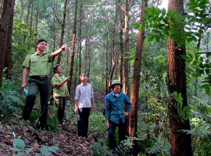 Lợi ích tài chính từ carbon rừng cần được tái đầu tư vào quản lý và bảo vệ rừng.