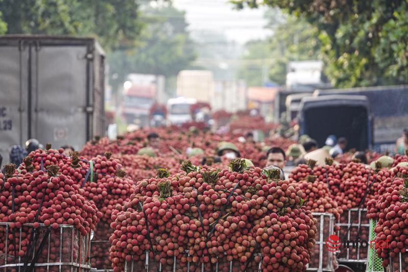 Bắc Giang sắp vào thu hoạch vải chính vụ