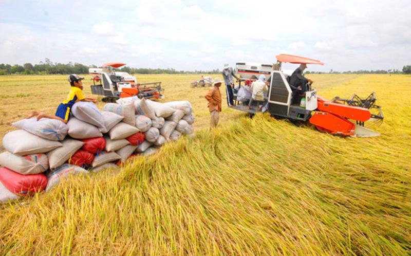 Kim ngạch xuất khẩu gạo tăng trưởng 38% trong 5 tháng đầu năm.