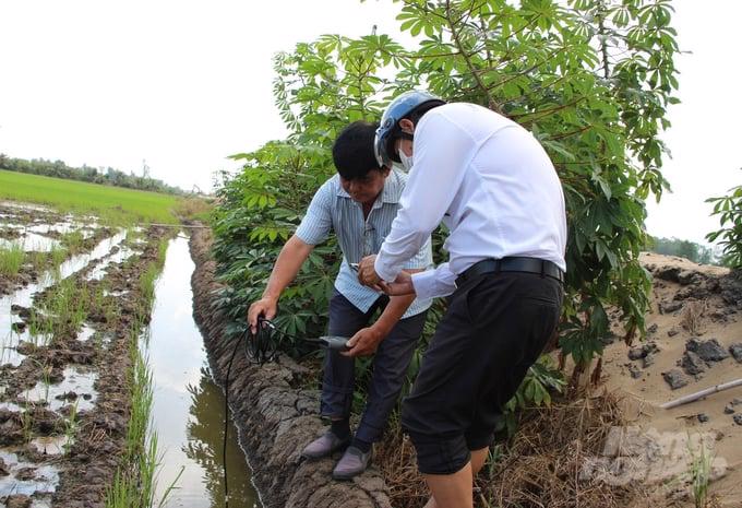 Diện tích lúa đông xuân bị chết và giảm năng suất do nhiễm mặn  hai bên cao tốc Cần Thơ - Cà Mau là 2,48ha - Ảnh: Báo Nông nghiệp Việt Nam.