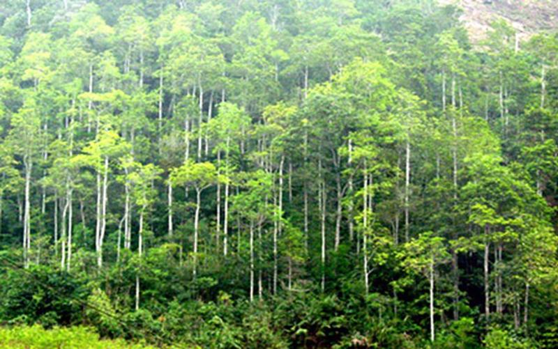 Quy hoạch lâm nghiệp quốc gia được xây dựng trong bối cảnh diện tích rừng tăng nhưng chất lượng của rừng chưa cao.