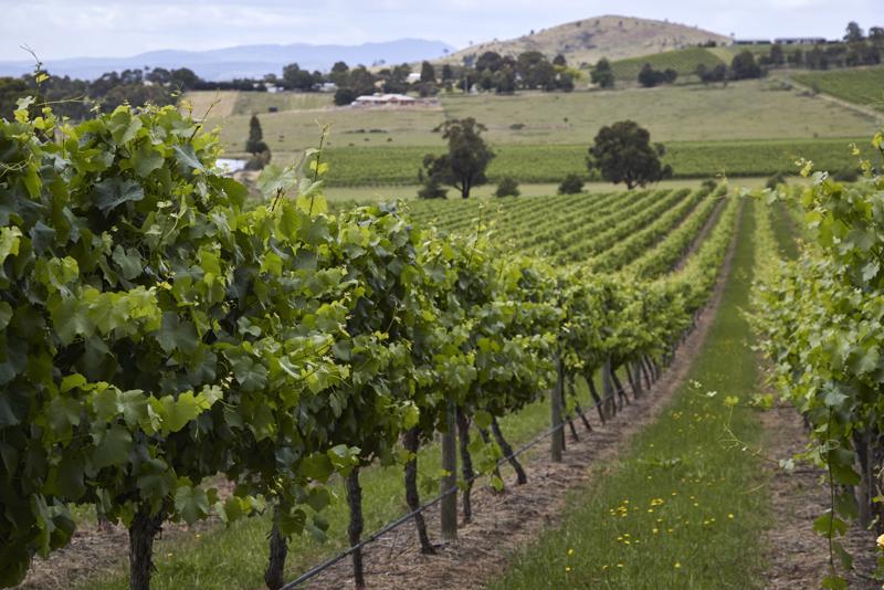 Một cánh đồng trồng nho của Australia. Rượu vang là một mặt hàng xuất khẩu lớn của Australia sang Trung Quốc - Ảnh: Bloomberg.