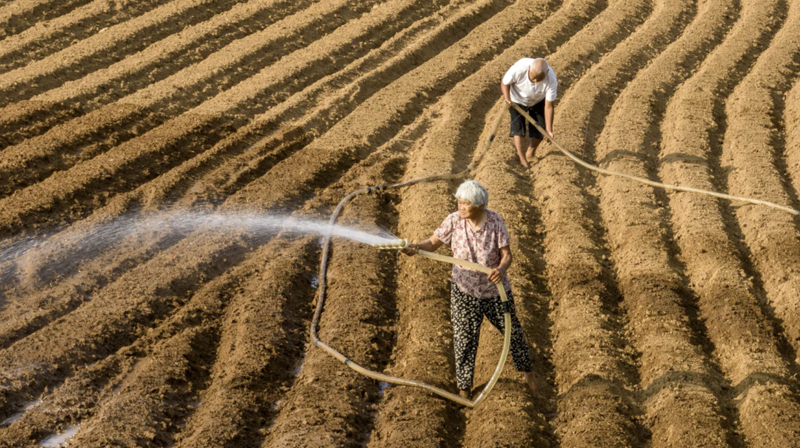 Nông dân đang tưới nước cho một cánh đồng ở Zhumadian, Hà Nam, Trung Quốc hôm 11/6 - Ảnh: Getty/CNN.