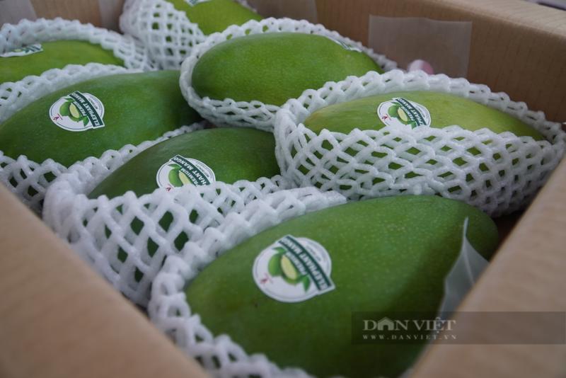 The first two tons of mangoes were exported to Australia and the US on June 18. Photo: danviet.vn