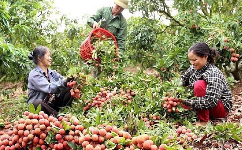 Vải thiều năm nay mất mùa nhưng được giá.