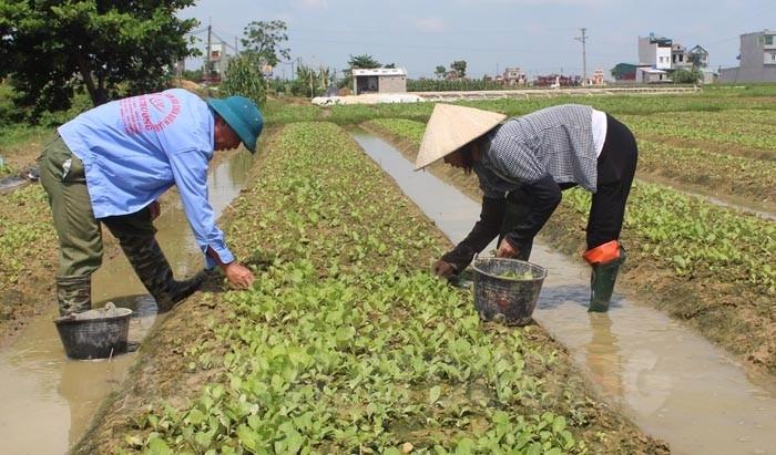 Huyện Gia Lộc, tỉnh Hải Dương xây dựng nhiều mô hình giúp người nghèo trồng trọt, chăn nuôi hiệu quả. Ảnh: Thông tin Hải Dương