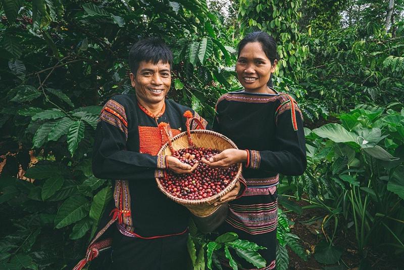 Nông dân trồng cà phê ở Tây Nguyên sẵn sàng đáp ứng các quy định của EUDR.