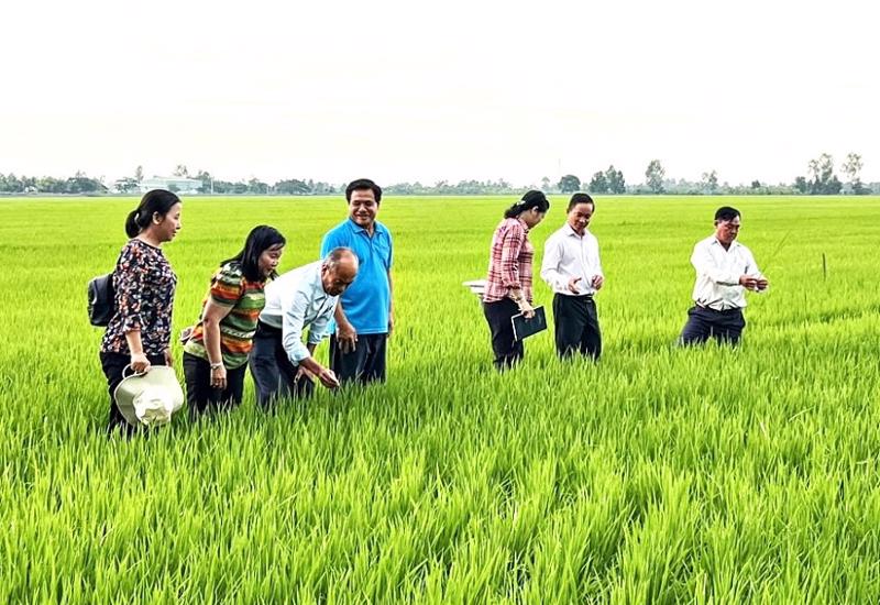 Việt Nam là quốc gia đầu tiên trên thế giới thực hiện giảm phát thải trên lúa với quy mô lớn.