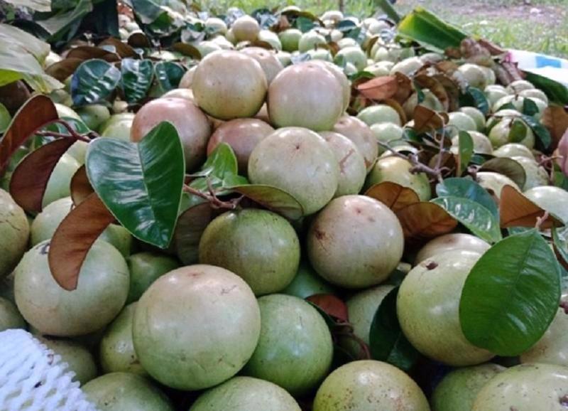 Star apple is one among eight types of Vietnamese fruits exported to the US. 