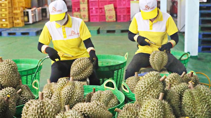 Durian accounting for 65% of Vietnam’s total fruit exports.