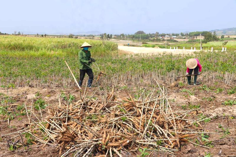 Phát triển tài nguyên bản địa như khoai mì cùng với ứng dụng công nghệ cho ra sản phẩm mới. Ảnh minh họa.