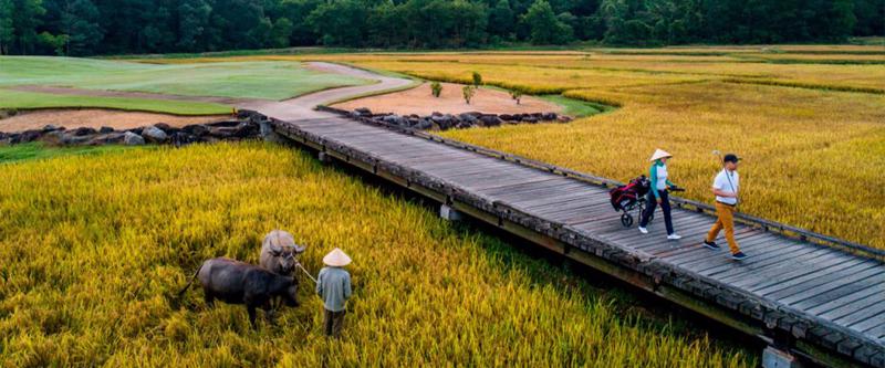 Tại Laguna Golf Lăng Cô, ba chú trâu nước sẽ giúp quản lý các cánh đồng bằng cách ăn cỏ dại và cây trồng dư thừa trong khu vực.