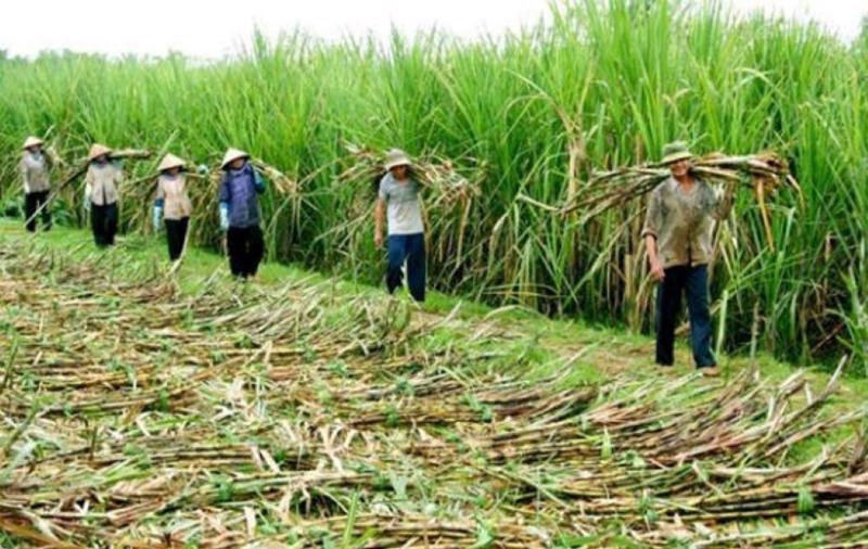 Thu nhập của nông dân trồng mía đang bị đe doạ bởi đường siro ngô nhập khẩu và đường lậu.