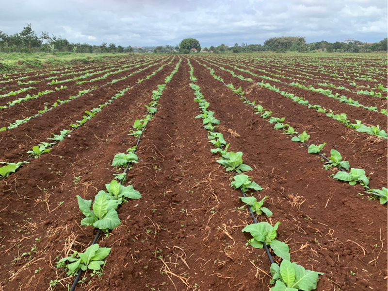 BAT Vietnam has been using the drip irrigation system since 2021 to save water, minimize leaching, and reduce irrigation water loss.