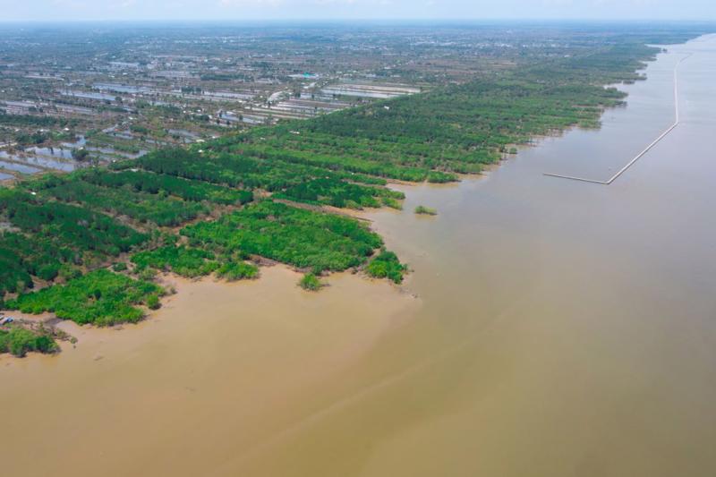 Cường độ sóng đánh vào bờ lớn gây chết nhiều thực vật ngập mặn, giảm đáng kể diện tích rừng sát biển Tây ở Cà Mau.