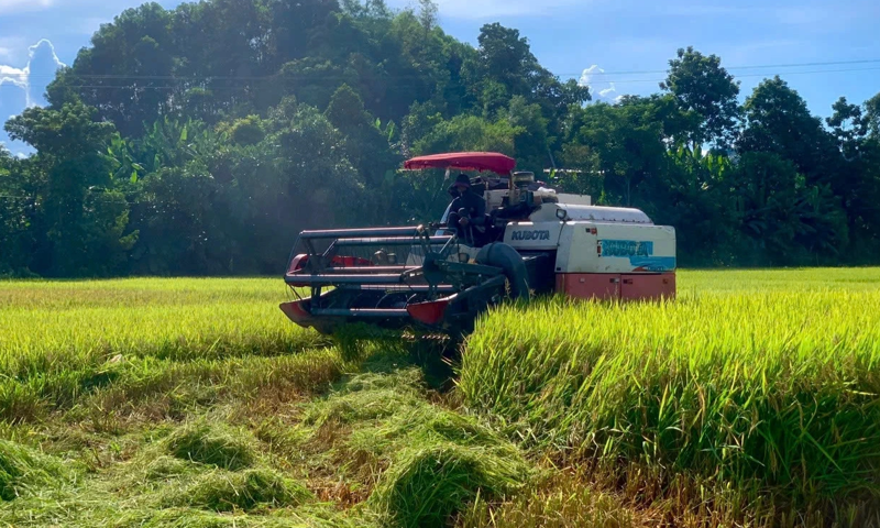 Người dân huyện Hương Sơn, tỉnh Hà Tĩnh gặt lúa xanh "chạy bão" (Ảnh: Dương Nguyên)