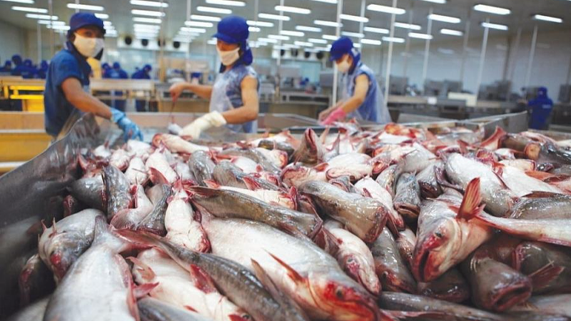 Pangasius processed ready for export