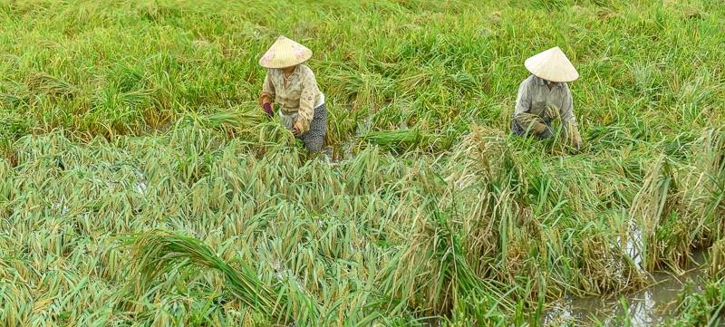 Do diện tích lúa bị ngập nước không thể sử dụng phương tiện cơ giới như máy gặt để thu hoạch mà phải gặt bằng tay nên tiến độ rất chậm