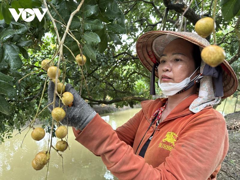 Fruits are one of key export commodities in the Mekong Delta. (Photo VOV)