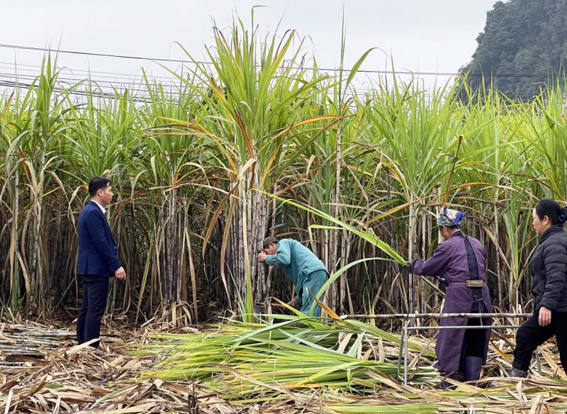 Hiện tại, có 3.959 hộ dân trồng mía ký hợp đồng với Công ty cổ phần Mía đường Cao Bằng.