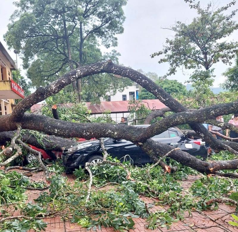 Lốc xoáy quật gãy cành cây cổ thụ, rơi trúng 4 xe ô tô và một giáo viên tại Trung tâm giáo dục nghề nghiệp - Giáo dục thường xuyên huyện Hà Trung (Thanh Hóa). 