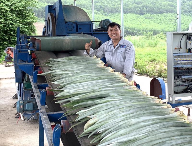 Ảnh minh hoạ: Tách xuất xơ thô từ lá dứa bằng thiết bị tự động