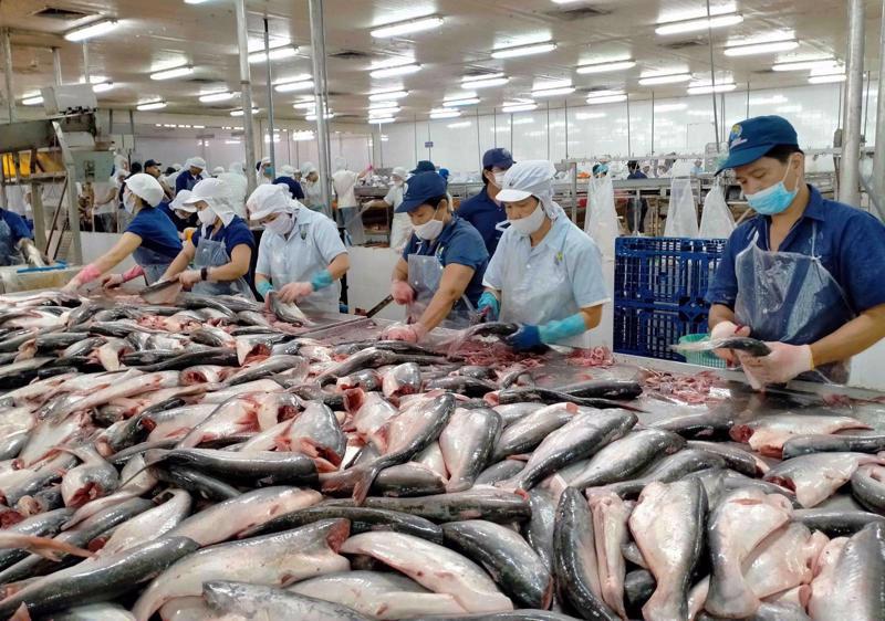 Tra fish is being processed for export.