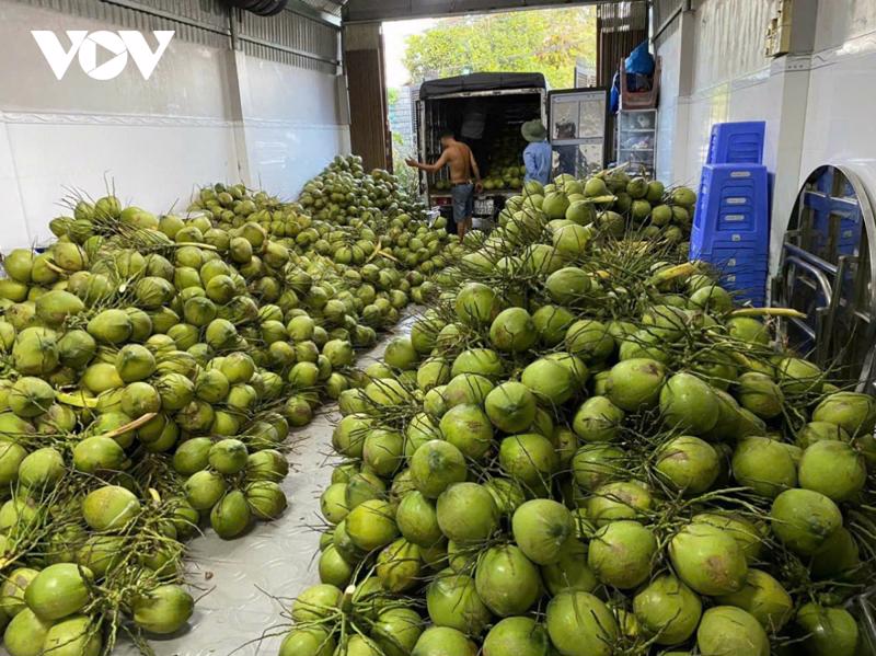 Ben Tre province grows about 20,000 ha of the green-skinned coconuts. (VOV Photo)