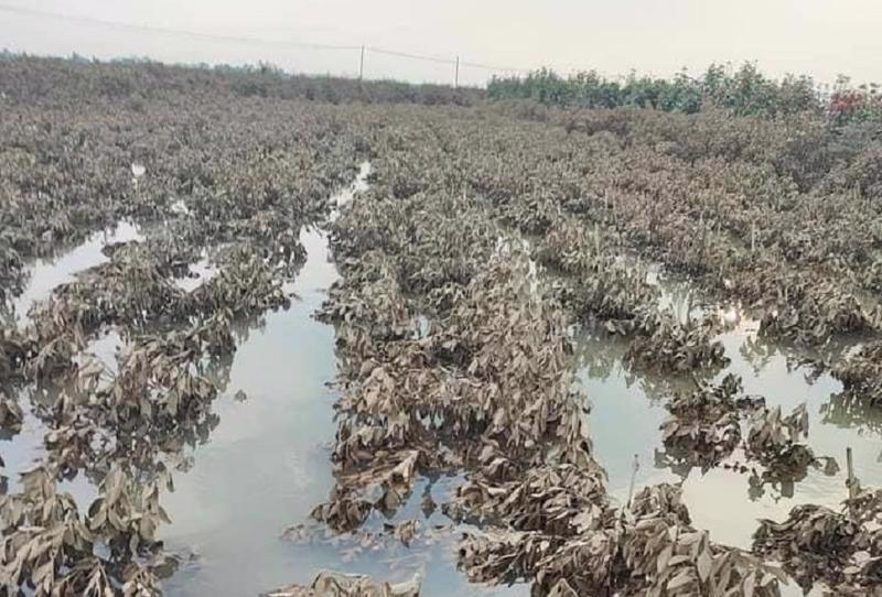 A farm in northern Hung Yen province was damaged by Tyhoon Yagi which made landfall on September 7.(Source: vneconomy.vn)