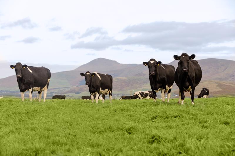 Việt Nam – Ireland có nhiều tiềm năng trong hợp tác thương mại các sản phẩm từ sữa – Ảnh minh họa.