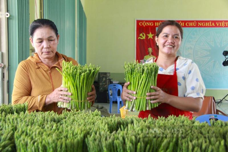 Hợp tác xã dịch vụ tổng hợp Tuấn Tú ở tỉnh Ninh Thuận là mô hình kinh tế tập thể tiêu biểu vùng đồng bào dân tộc Chăm tỉnh Ninh Thuận. 