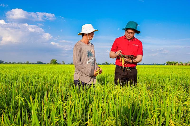 Agribank là ngân hàng chủ lực cung ứng vốn tín dụng phát triển 1 triệu héc ta lúa chất lượng cao.