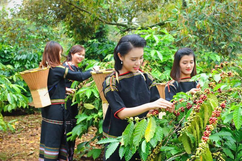 Nhiều nông dân ở Tây Nguyên canh tác nông nghiệp vẫn chạy theo biến động thị trường