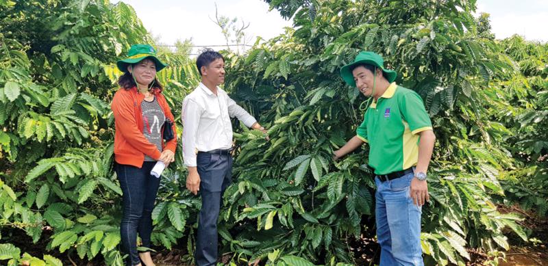 Kỹ sư Phân bón Phú Mỹ hỗ trợ tư vấn cho bà con sử dụng  phân bón trên cây cà phê đạt năng suất cao.