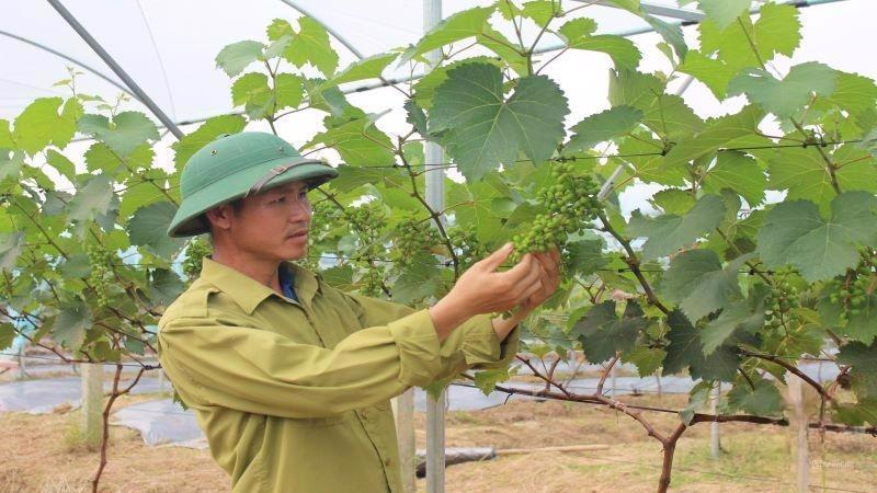 A green grape-growing model in Xuan Du commune, Nhu Thanh district, Thanh Hoa province.