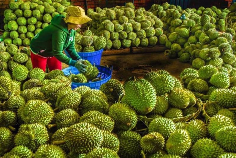 Durian continues to be the top export product.